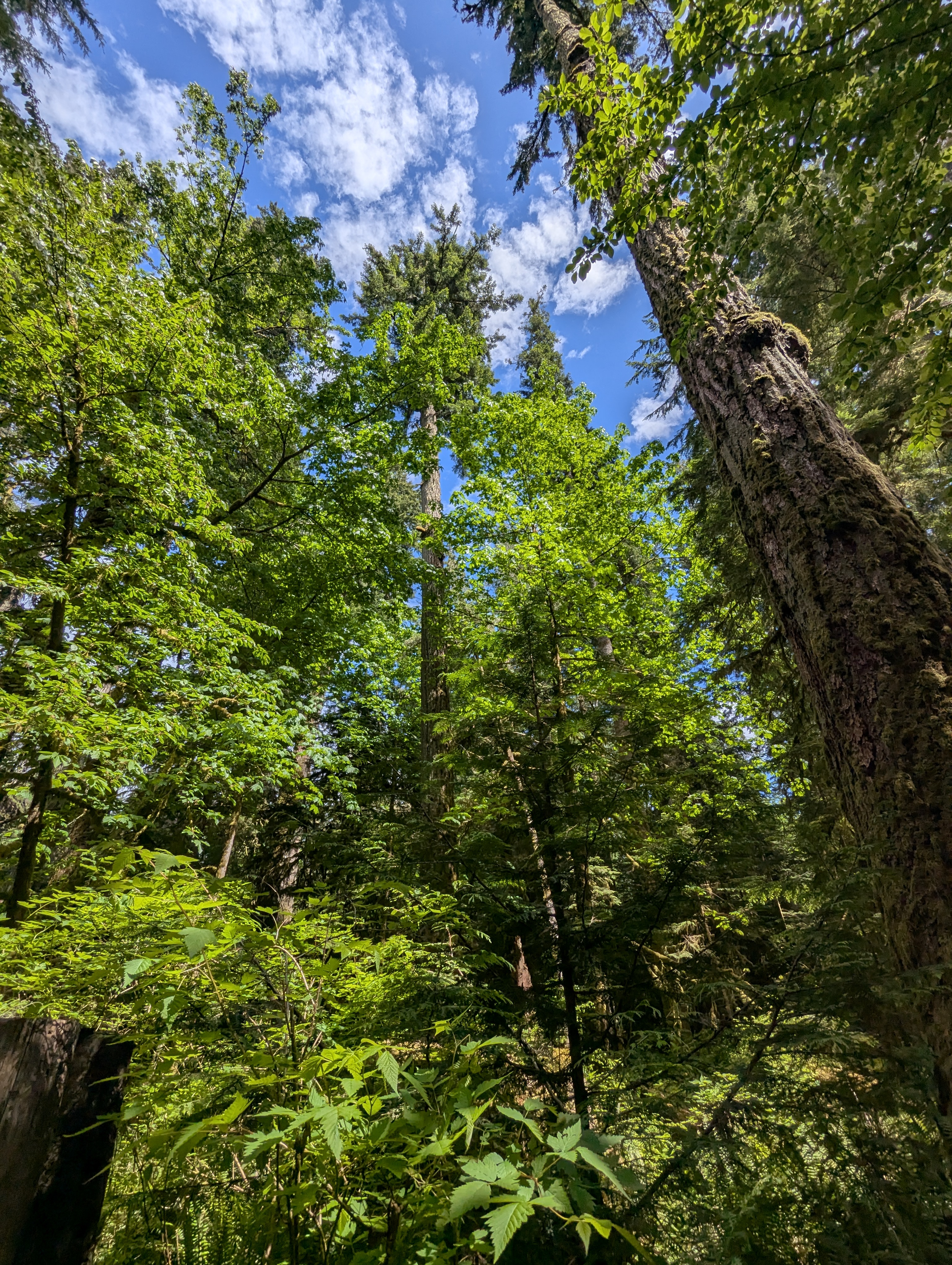 Birthday Trip to Canada, Cathedral Grove, Vancouver Island